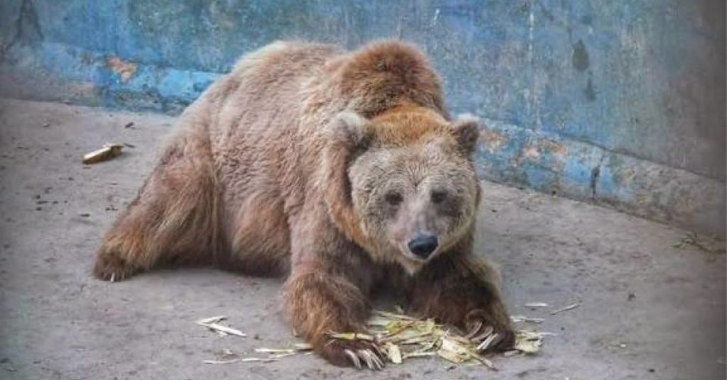 Karachi Zoo brown bear Rano