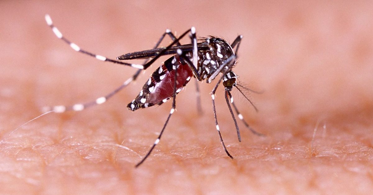 Sindh dengue cases surge 2025