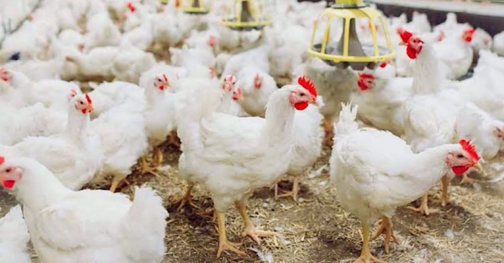 chicken rates Karachi