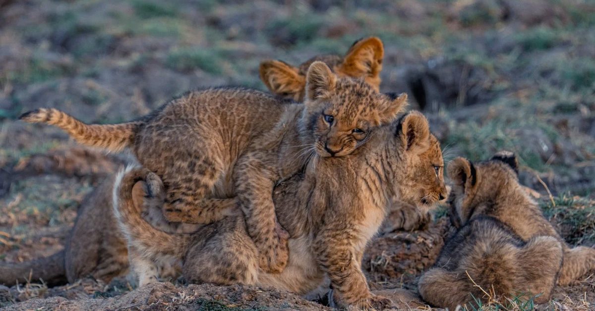 Karachi Zoo lion cubs