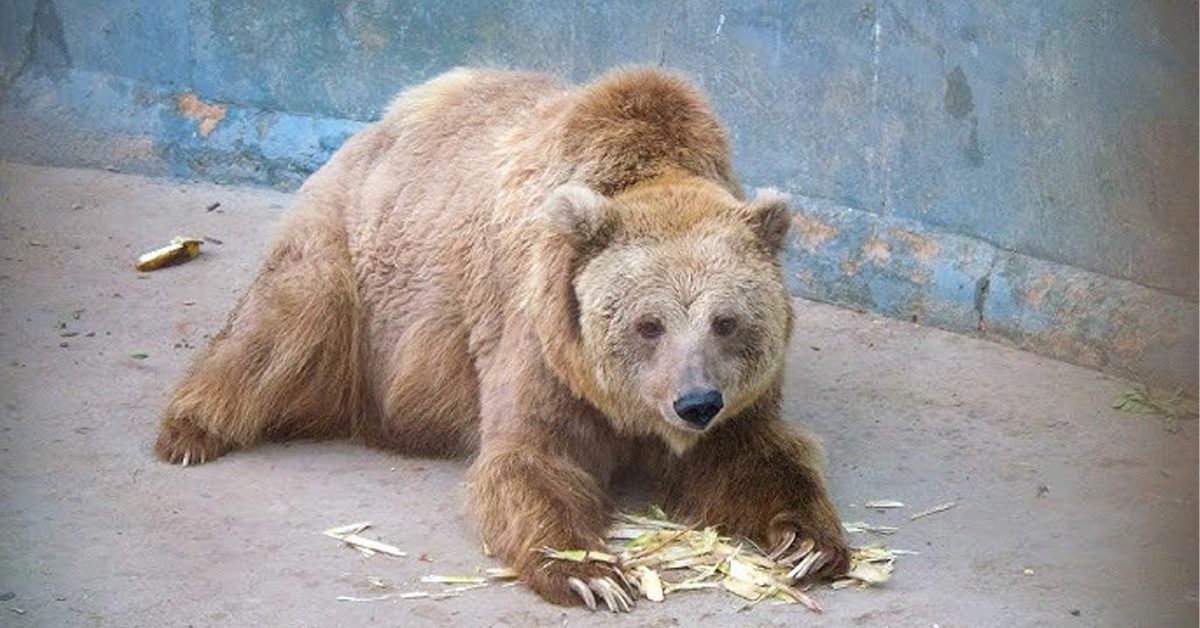 brown bear Rano Pakistan