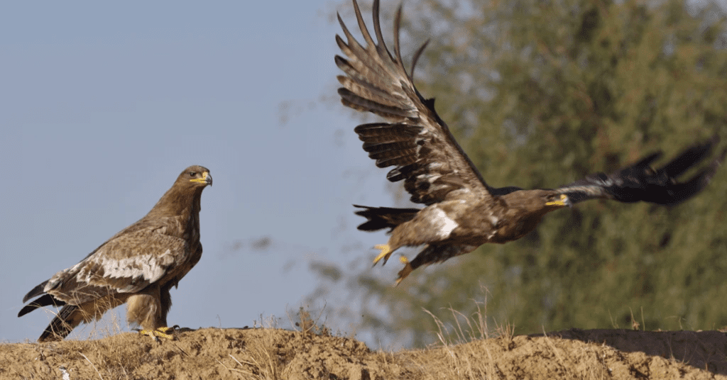 stuffed falcons and eagles sold on motorways