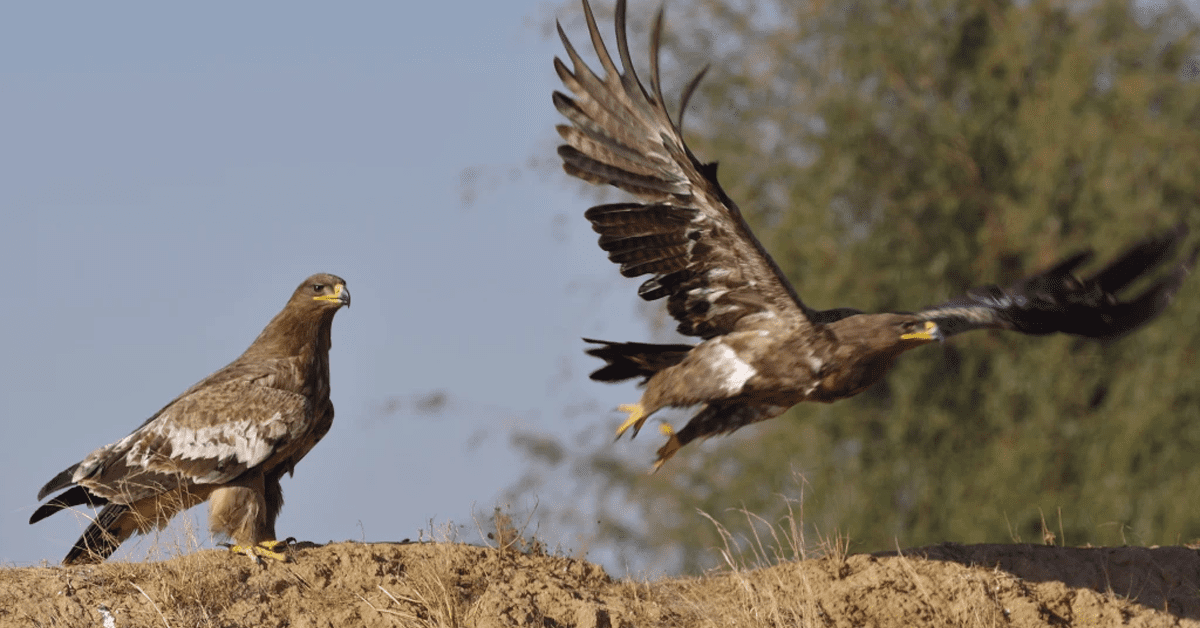 stuffed falcons and eagles sold on motorways