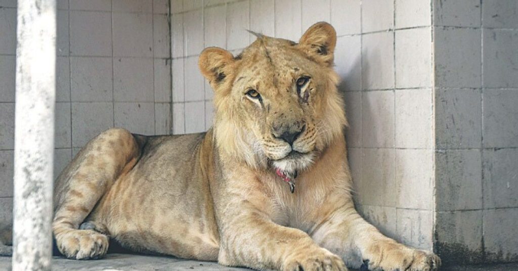 Sindh exotic animal birth ban Karachi Zoo