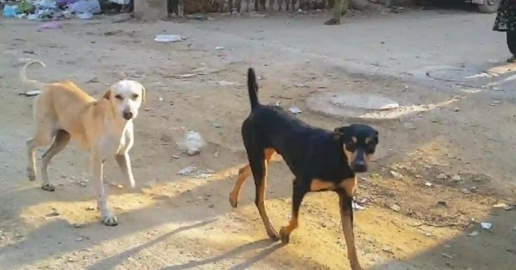 Rabies deaths rise to five in Karachi