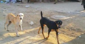 Rabies deaths rise to five in Karachi as health officials warn of rising dog-bite threat