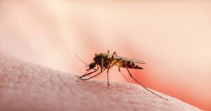 Sindh Malaria Cases Cross 117,000 in 2026, Health Department Reports
