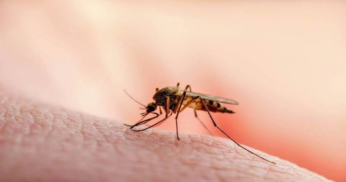 Sindh Malaria Cases Cross 117,000 in 2026, Health Department Reports