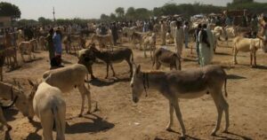 Pakistan Exports 81 Tons of Donkey Products to China via Gwadar