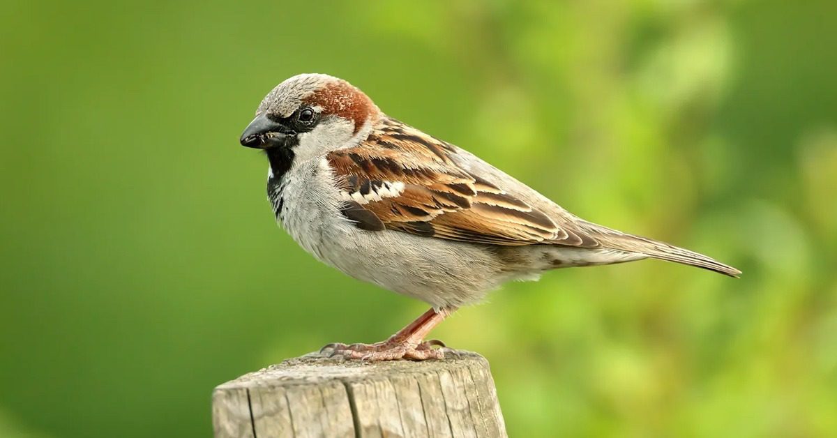 sparrow