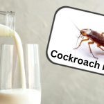 Cockroach Milk: A Powerful New Superfood