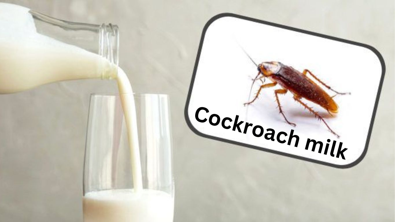 cockroach milk